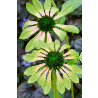 Echinacea purpurea Green Envy  -R-