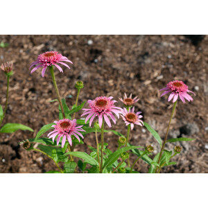 Echinacea purpurea Pink Double Delight  -R-