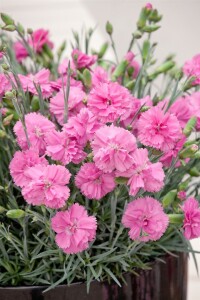 Dianthus Perfume Pinks Tickled Pink