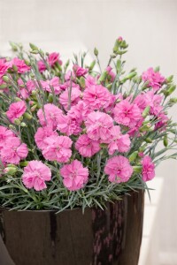Dianthus Perfume Pinks Tickled Pink