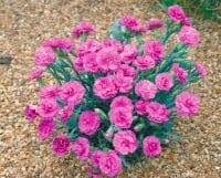 Dianthus Perfume Pinks Tickled Pink