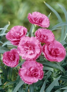 Dianthus Perfume Pinks Slap´n Tickle