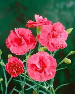 Dianthus Perfume Pinks Romance