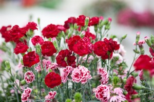 Dianthus Perfume Pinks Passion