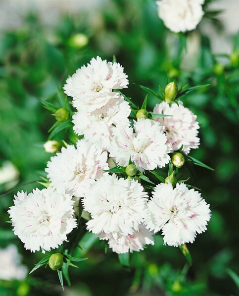 Dianthus Perfume Pinks Memories Blüten