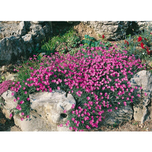 Dianthus alpinus