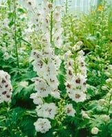 Weiße Delphinium Magic Fountain im Garten