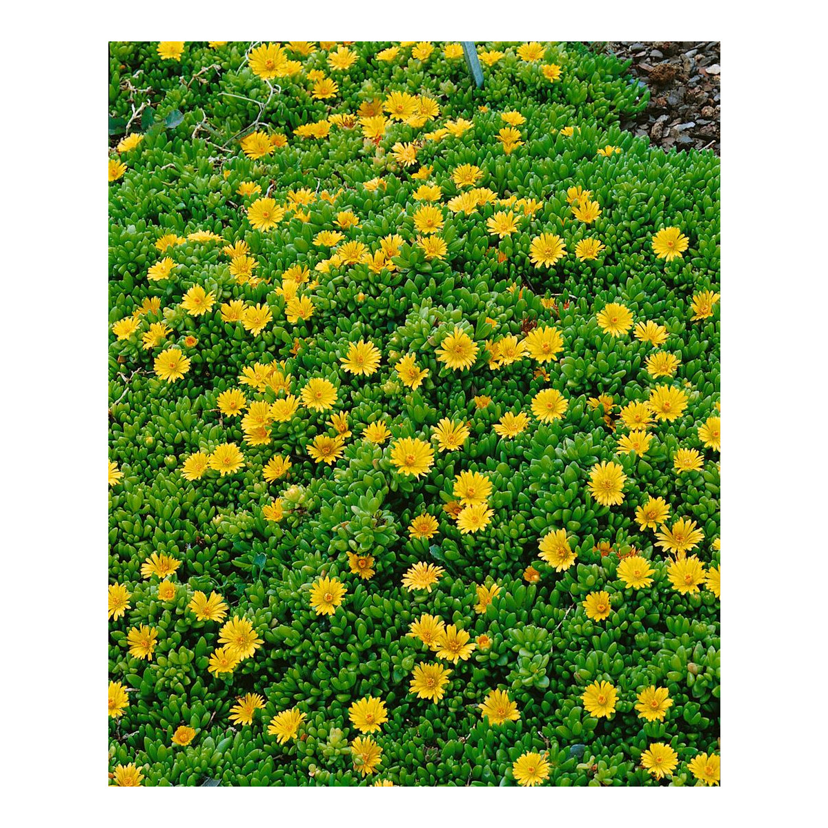 Südafrikanische Mittagsblume Delosperma nubigenum   Pflanzen für dich