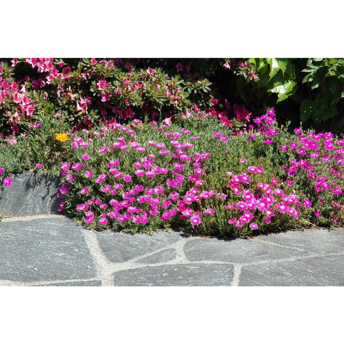 mittagsblume delosperma cooperi, rosa | pflanzen für dich.de