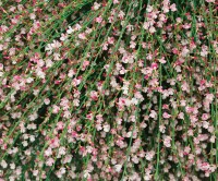 Cytisus scoparius Moyclare Pink