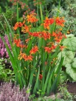 Crocosmia Red King