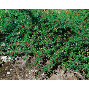 Cotoneaster x suecicus Coral Beauty