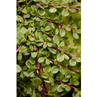 Cotoneaster micro.Streibs Findling