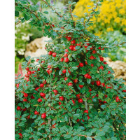 Cotoneaster micro.Streibs Findling