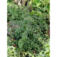 Cotoneaster dammeri radicans