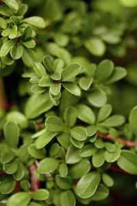 Cotoneaster dammeri Frieders Evergreen