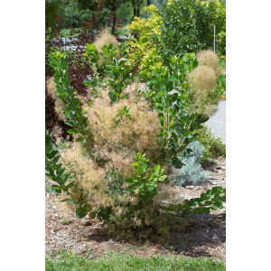 Cotinus coggygria Young Lady  -S-