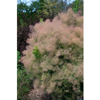 Cotinus coggygria Young Lady  -S-