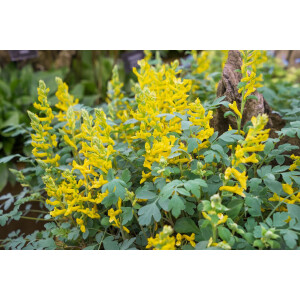 Corydalis cult.Canary Feathers  -R-