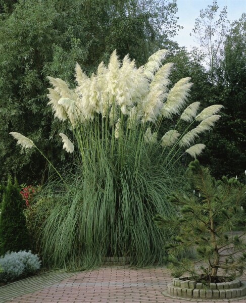 Cortaderia sellowiana (Erba delle Pampas), Cortaderia sello…