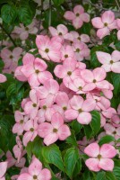 Cornus kousa Satomi Compact