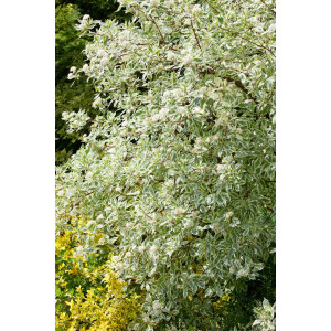 Cornus alba Elegantissima