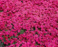 Coreopsis rosea Twinklebells Purple