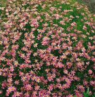 Coreopsis rosea Twinklebells Pink