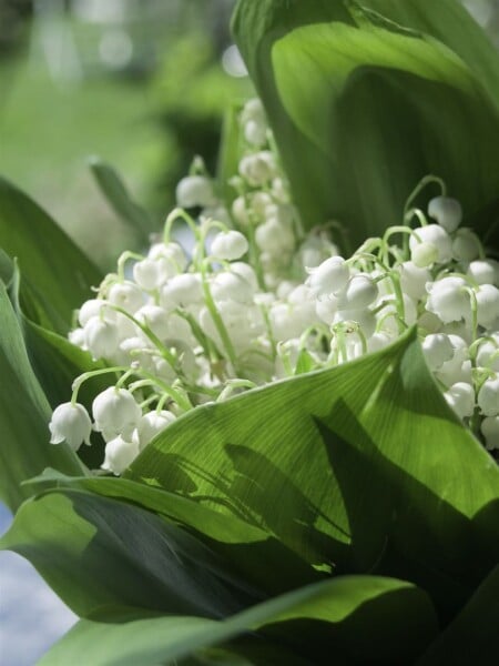 Lily-of-the-Valley Prolificans