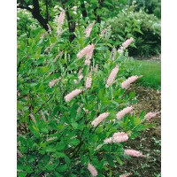 Clethra alnifolia Pink Spire