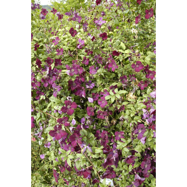40-60cm Waldrebe Clematis viticella Royal Velours Kletterpflanze 100cm Topf gewachsen Italienische Sorte mit feuerroter Blütenpracht