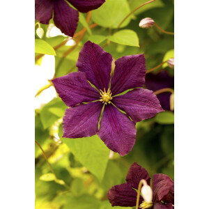 Clematis viticella Royal Velours