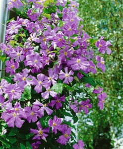 Clematis viticella Prince Charles