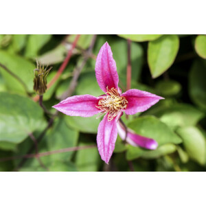 Clematis texensis Duchess of Albany