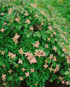 Gartenpflanze Clematis montana Marjorie an Rankhilfe