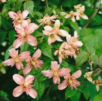 Rosa Blüten der Clematis montana Marjorie im Frühling