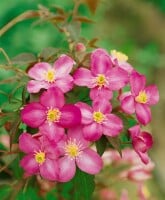 Clematis montana Marjorie