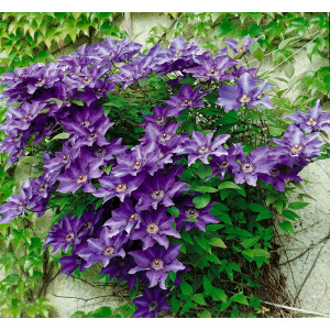 Clematis Hybride The President