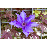 Clematis Hybride The President