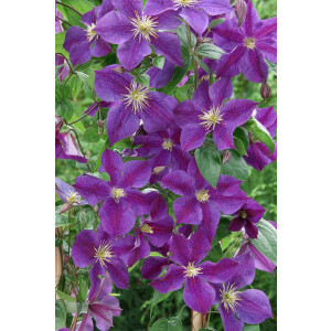 Clematis Hybride Star of India