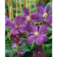 Clematis Hybride Star of India