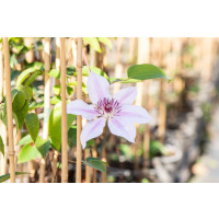 Clematis Hybride Nelly Moser