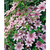 Clematis Hybride Nelly Moser