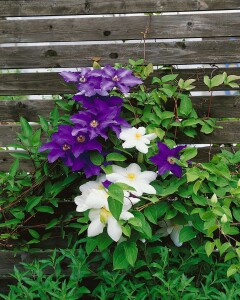 Clematis Hybride Madame Le Coultre