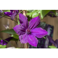 Clematis Hybride Honora