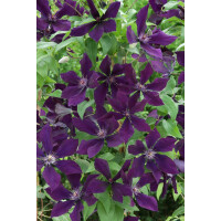 Clematis Hybride Honora