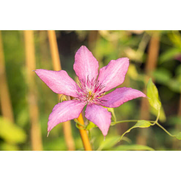 Clematis Hybride Giselle