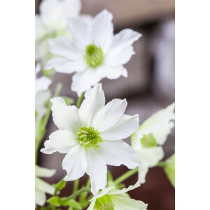 Clematis Hybride Early Sensation