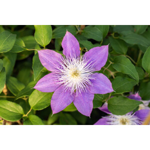 Clematis Hybride Crystal Fountain