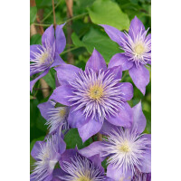 Clematis Hybride Crystal Fountain